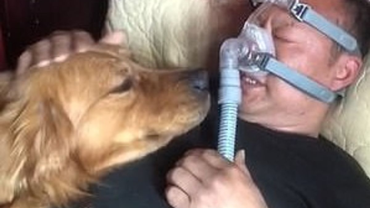 Illustration : "Un Golden Retriever inquiet refuse de quitter le chevet de son propriétaire malade contraint de dormir avec un masque respiratoire (vidéo)"