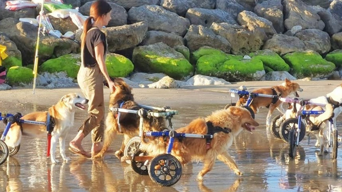 Illustration : "La directrice d'un sanctuaire pour animaux partage une vidéo édifiante de chiens handicapés heureux de courir sur la plage"