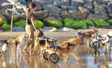 Illustration : "La directrice d'un sanctuaire pour animaux partage une vidéo édifiante de chiens handicapés heureux de courir sur la plage"