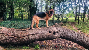 Illustration : 9 chiens profitant pleinement d'une belle balade automnale