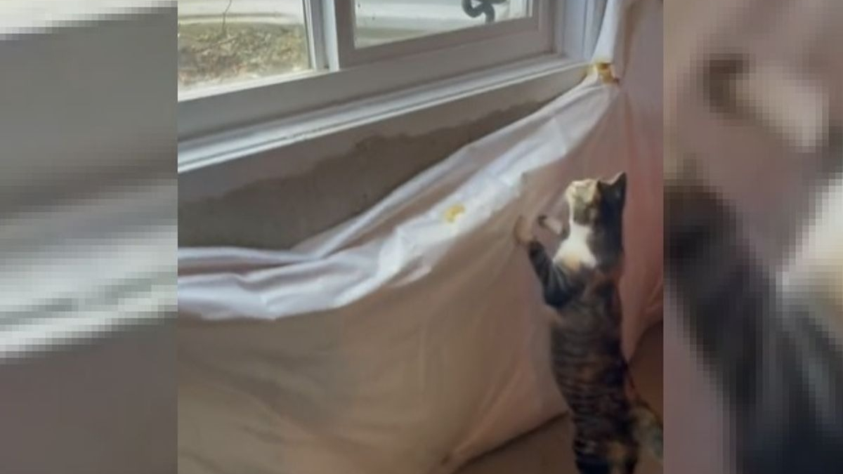 Illustration : "Une chatte altruiste court chercher de l'aide après avoir aperçu un serpent piégé entre une moustiquaire et une fenêtre (vidéo)"