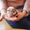 Illustration : Les friandises pour furet