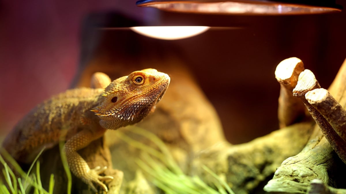 Illustration : "Nettoyer le terrarium du lézard"