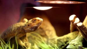 Illustration : "Nettoyer le terrarium du lézard"