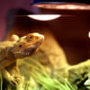 Illustration : Nettoyer le terrarium du lézard