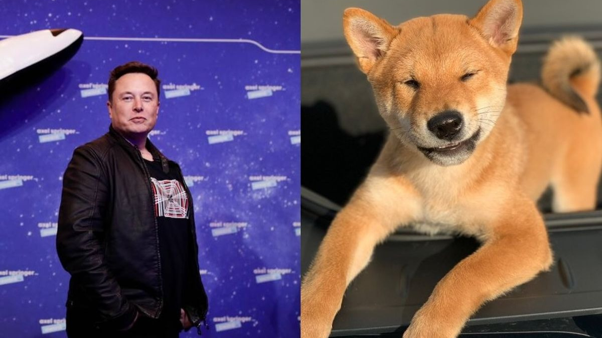 Illustration : "Un simple tweet d’Elon Musk au sujet de son chien propulse le cours de la cryptomonnaie Shiba Inu à un niveau jamais atteint"
