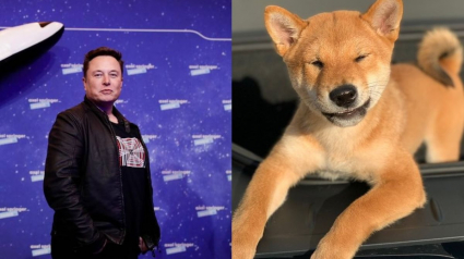 Illustration : Un simple tweet d’Elon Musk au sujet de son chien propulse le cours de la cryptomonnaie Shiba Inu à un niveau jamais atteint