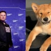 Illustration : Un simple tweet d&rsquo;Elon Musk au sujet de son chien propulse le cours de la cryptomonnaie Shiba Inu &agrave; un niveau jamais atteint