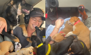 Illustration : "Une bénévole aux anges partage une vidéo virale tournée à bord d'un avion rempli de chiens sauvés de l'euthanasie (vidéo)"
