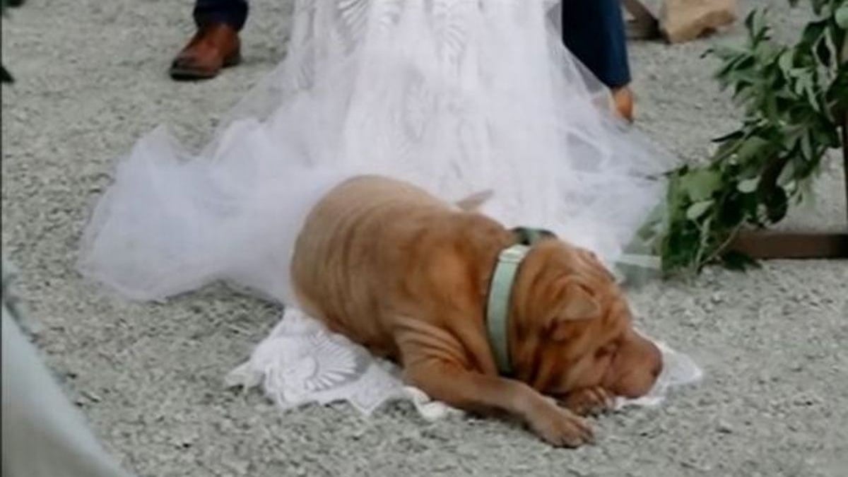 Illustration : "Un chien vole la vedette au mariage de sa propriétaire en s'endormant sur la traîne de sa robe !"