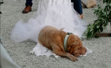 Illustration : "Un chien vole la vedette au mariage de sa propriétaire en s'endormant sur la traîne de sa robe !"