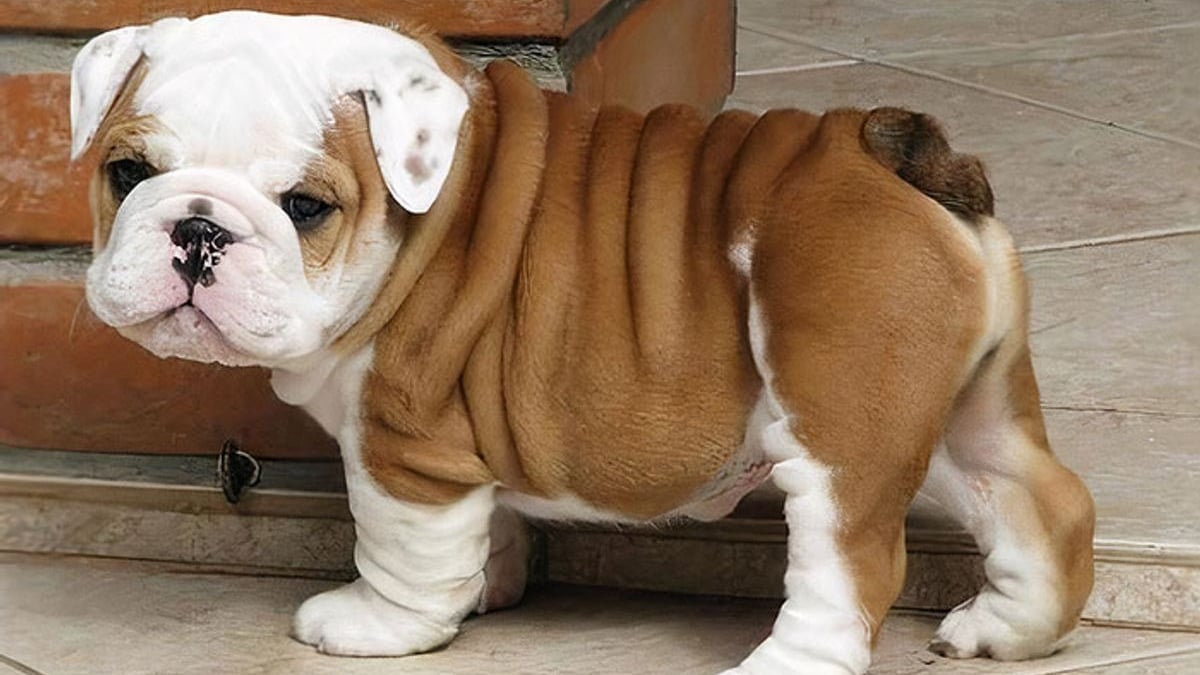 Illustration : "17 photos de Bulldogs absolument trognons !"