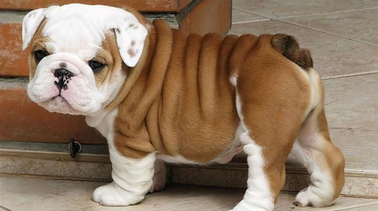 Illustration : 17 photos de Bulldogs absolument trognons !