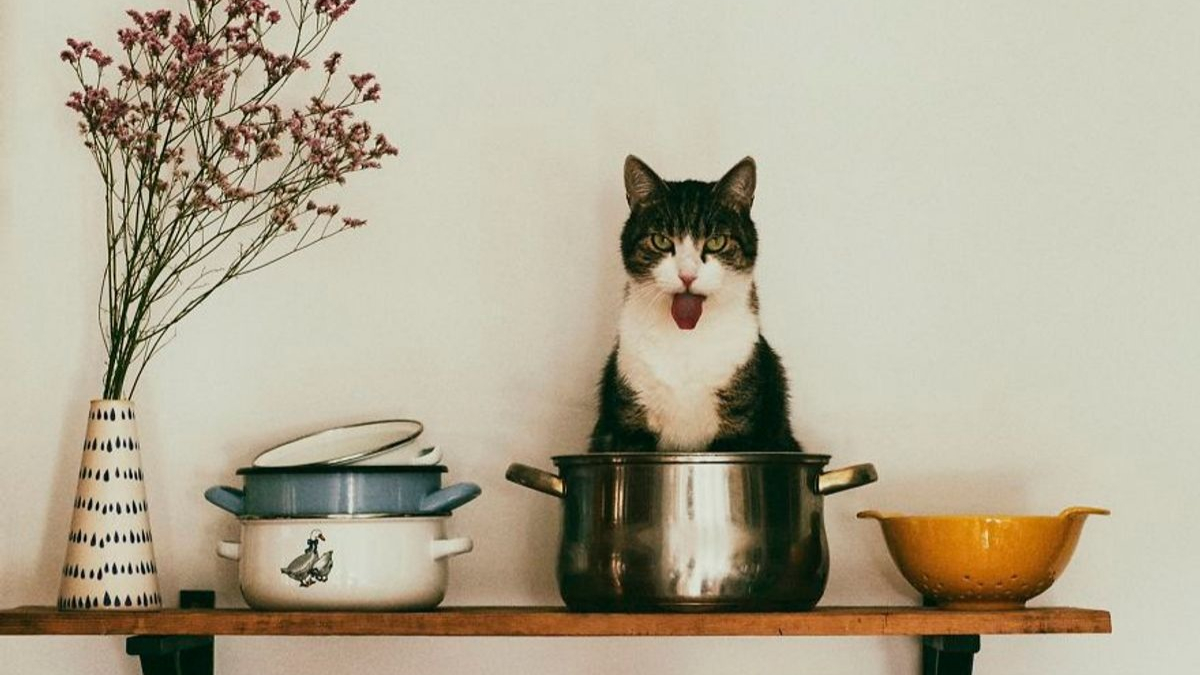 Illustration : "20 superbes photos réalisées par une amoureuse des chats"