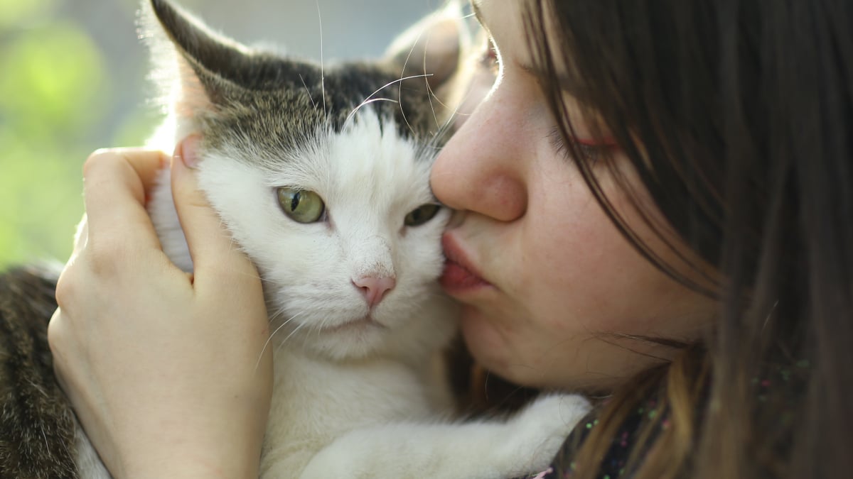 Illustration : "Les causes du stress chez le chat"