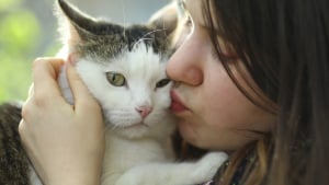Illustration : Les causes du stress chez le chat