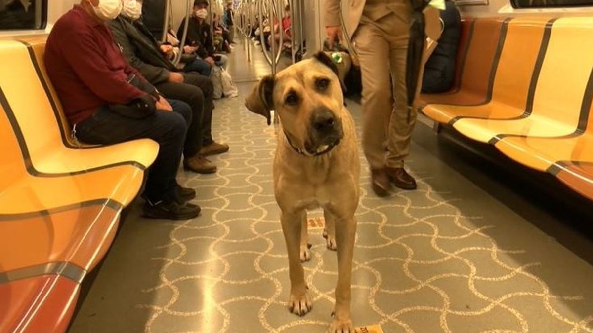 Illustration : "Un chien errant prenant quotidiennement les transports en commun dans Istanbul devient une star sur Twitter"