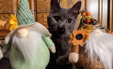 Illustration : "Ils ont beau vieillir, ces 20 chats demeurent les éternels bébés de leurs propriétaires"