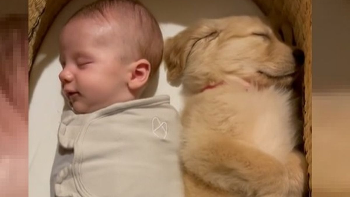 Illustration : "Un nouveau-né endormi à côté de son ami chiot conquiert le coeur de millions de personnes (vidéo)"