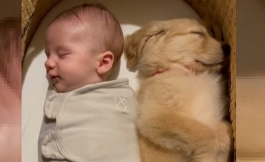 Illustration : "Un nouveau-né endormi à côté de son ami chiot conquiert le coeur de millions de personnes (vidéo)"