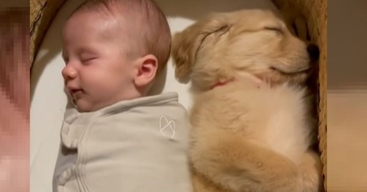 Un Nouveau Ne Endormi A Cote De Son Ami Chiot Conquiert Le Coeur De Millions De Personnes Video