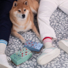 Illustration : Caba&iuml;a renouvelle son soutien &agrave; la SPA pour la 4e ann&eacute;e cons&eacute;cutive avec ses chaussettes &laquo; Les Ins&eacute;parables &raquo;
