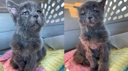 Illustration : Malgré une maladie rare et une tête unique, ce chaton est heureux d'être aidé et adoré par une femme au grand coeur
