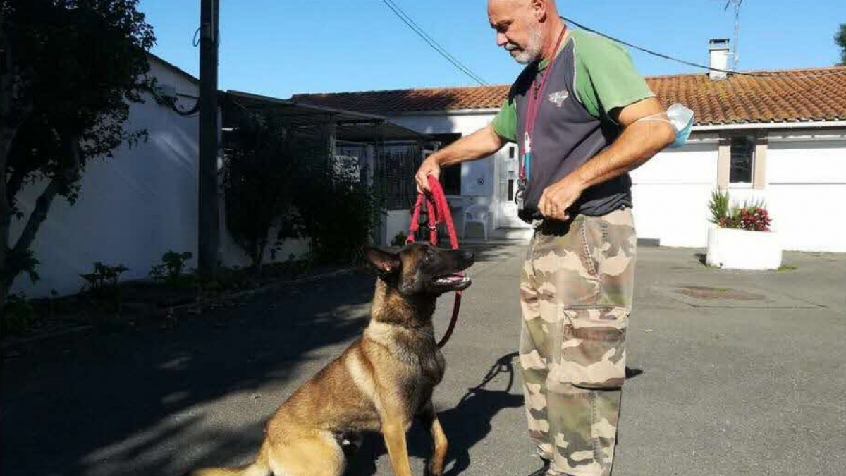 Illustration : "La belle revanche d'un chien qui s'apprête à rejoindre une brigade cynophile après avoir échappé de justesse à l'euthanasie"