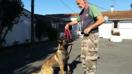 Illustration : La belle revanche d'un chien qui s'apprête à rejoindre une brigade cynophile après avoir échappé de justesse à l'euthanasie