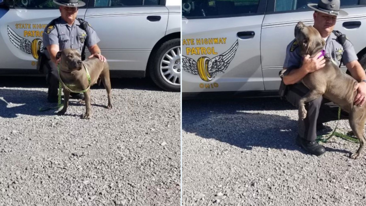 Illustration : "En s'arrêtant au bord de la route, un policier en patrouille change le destin d'une chienne errante"