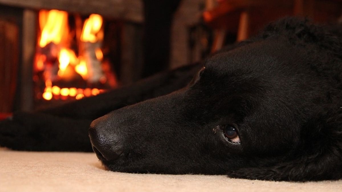 Illustration : "Un jeune homme de 18 ans parvient à s'extirper de sa maison en feu avec son chien"