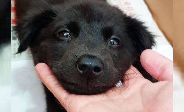 Illustration : "Retrouvé à l'agonie dans un égout, un chiot devenu célèbre sur Instagram entame une magnifique transformation"