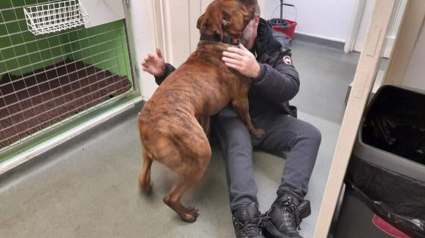 Illustration :  Un homme perd son chien lors d'une promenade en montagne. 6 jours plus tard, il reçoit le plus beau cadeau d'anniversaire