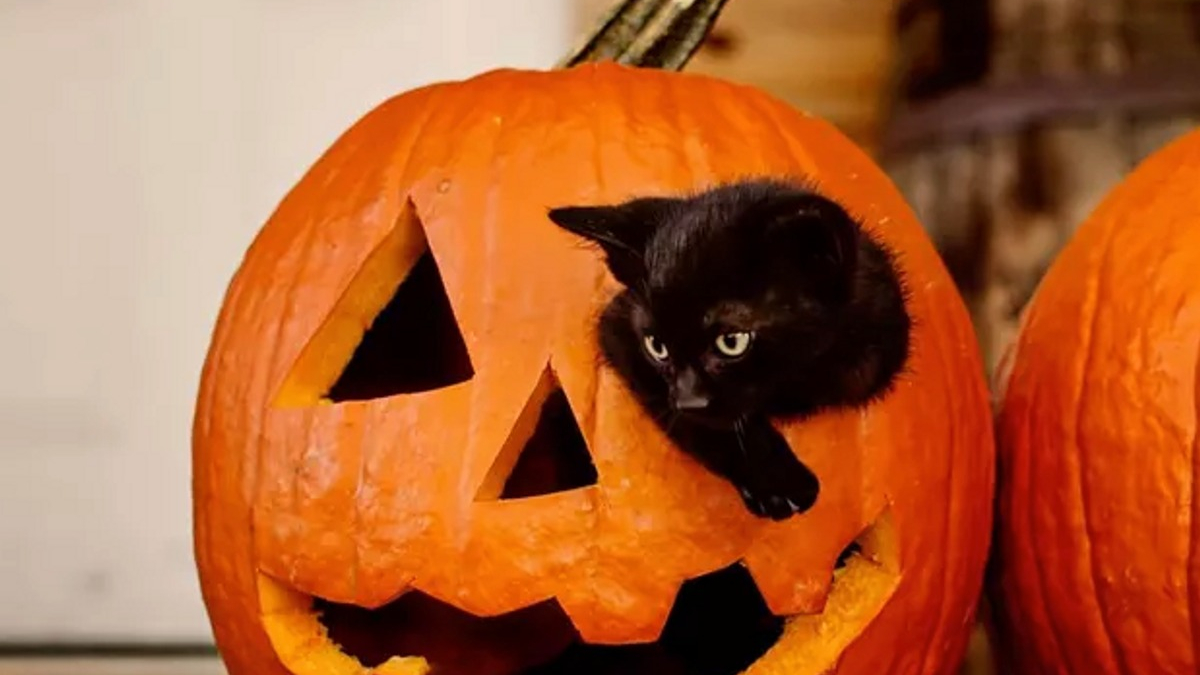 Illustration : "16 chats noirs prêts à fêter Halloween en famille"