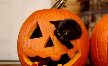 Illustration : "16 chats noirs prêts à fêter Halloween en famille"