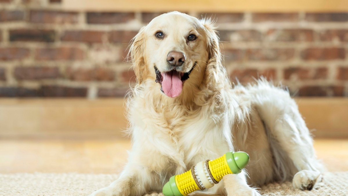 Illustration : "PetSafe lance une nouvelle gamme de produits pour le bien-être et l'épanouissement de nos compagnons à 4 pattes"