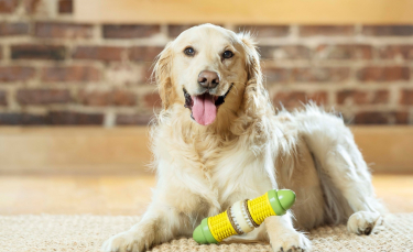 Illustration : "PetSafe lance une nouvelle gamme de produits pour le bien-être et l'épanouissement de nos compagnons à 4 pattes"