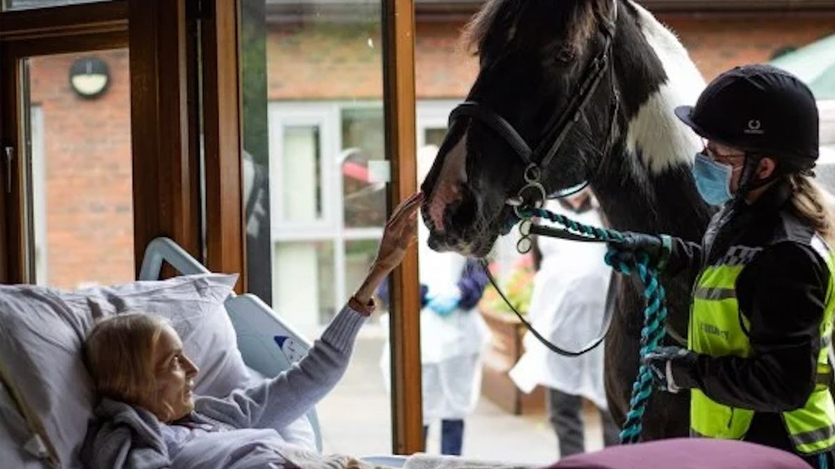 Illustration : "Grâce au personnel d'un hospice, une femme en phase terminale fait ses adieux à son cheval et ses 2 chiens depuis son lit"