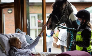 Illustration : "Grâce au personnel d'un hospice, une femme en phase terminale fait ses adieux à son cheval et ses 2 chiens depuis son lit"