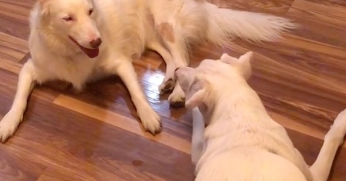 Un homme immortalise la séance de jeu émouvante de chiens sourds 