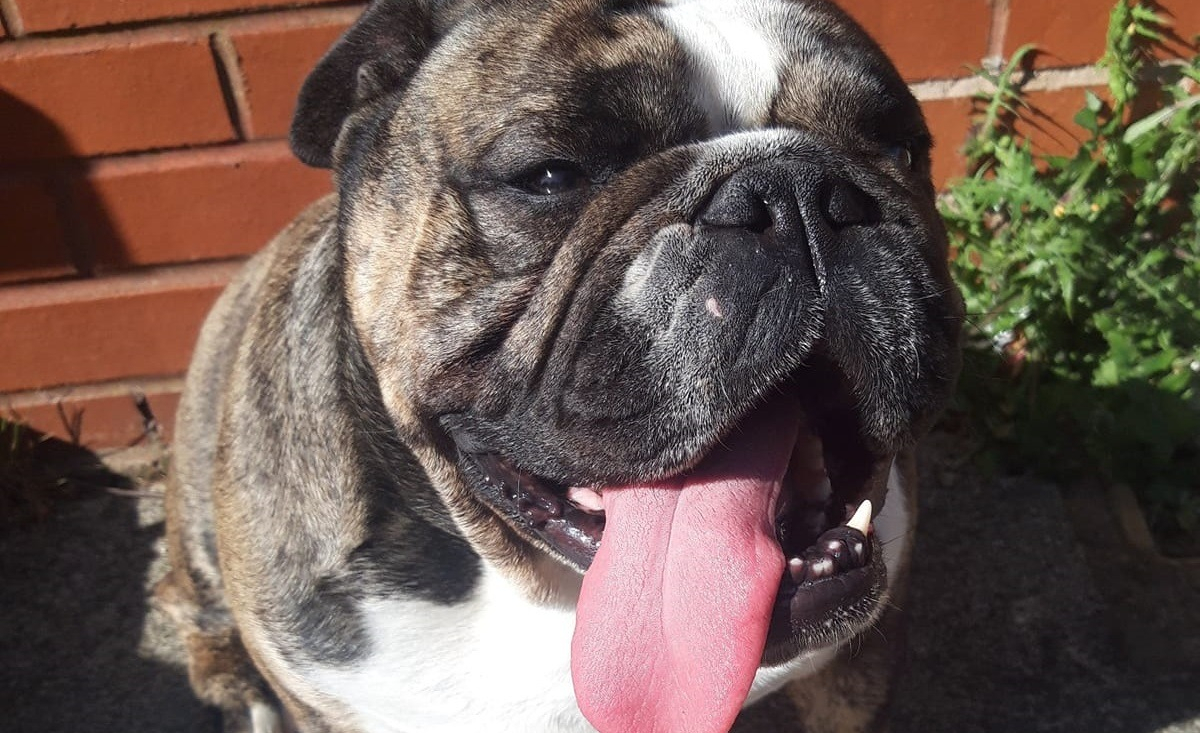 Illustration : "Un Bulldog Anglais devient la raison de vivre de sa propriétaire souffrant d'anxiété, de dépression et de trouble de la personnalité"