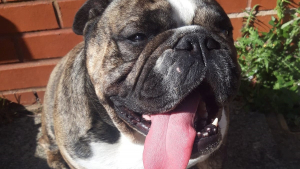 Illustration : Un Bulldog Anglais devient la raison de vivre de sa propriétaire souffrant d'anxiété, de dépression et de trouble de la personnalité