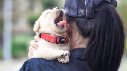 Illustration : 20 chiots policiers jouant les durs dès leur premier jour de formation