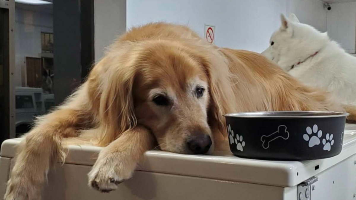 Illustration : "Un Golden Retriever aimant faire sa sieste sur des machines à laver devient la mascotte d'une laverie"