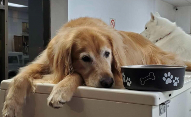 Illustration : "Un Golden Retriever aimant faire sa sieste sur des machines à laver devient la mascotte d'une laverie"