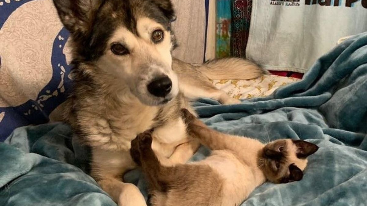 Illustration : "Un Husky attentionné prend sous sa patte un chaton errant atteint d'un trouble neurologique"