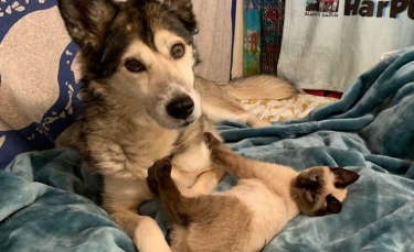 Illustration : "Un Husky attentionné prend sous sa patte un chaton errant atteint d'un trouble neurologique"