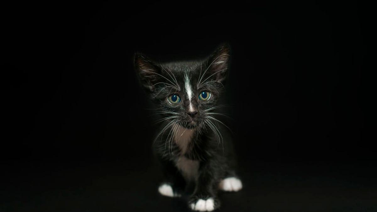Illustration : "14 photos artistiques soulignant la beauté des chats noirs"