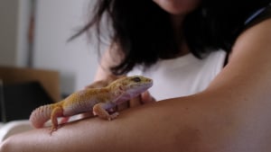 Illustration : "Soins et hygiène à apporter au lézard"