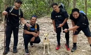 Illustration : "La vidéo d'un chien errant accompagnant un groupe de randonneurs devient virale"